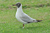 1cy Black-headed Gull in July. (85237 bytes)